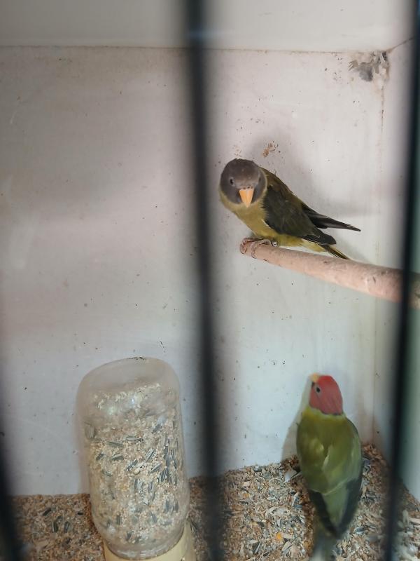 Mutation plumheads breeding pair