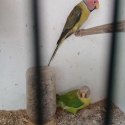 Mutation plumheads breeding pair