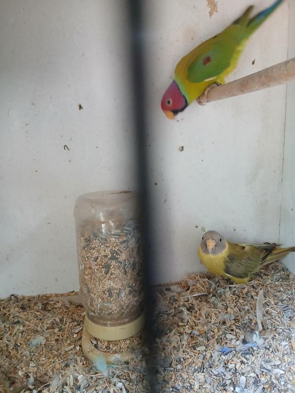 Mutation plumheads breeding pair.