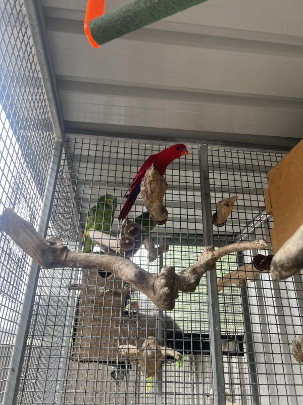 Red lory male