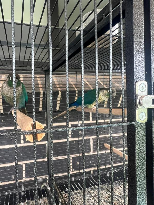 Conure breeding pair