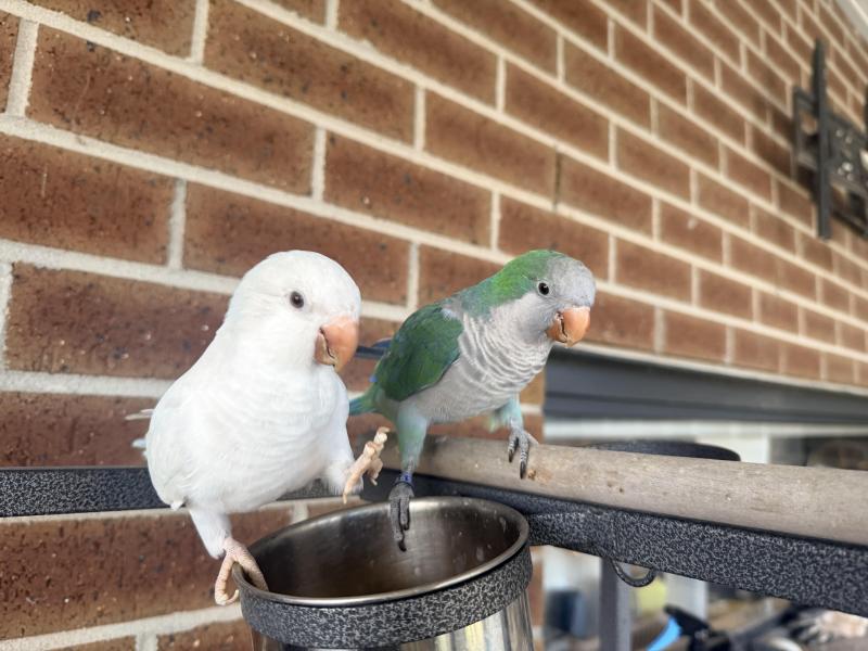 Hand tame albino, pallidino, turquoise quaker