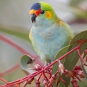 WANTED Purple Crowned Lorikeet Hen