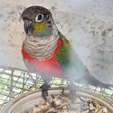crimson bely conure