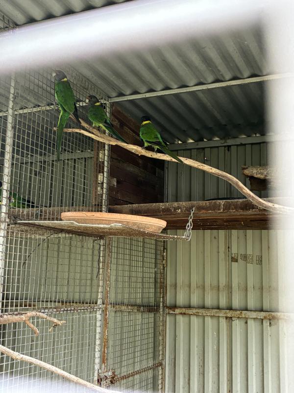 28 parrots for swap or new home