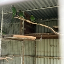 28 parrots for swap or new home