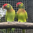 Lorikeets