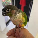 Two Male Conures with Cage  $200