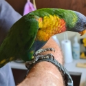2 hand reared rainbow lorikeets (SOLD PENDING)