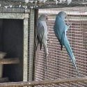 Indian Ringnecks Mutation , Eclectus Male