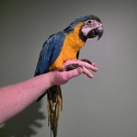 Blue and Gold Macaw - Female