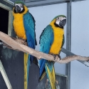 Blue and Gold macaw - Breeding pair
