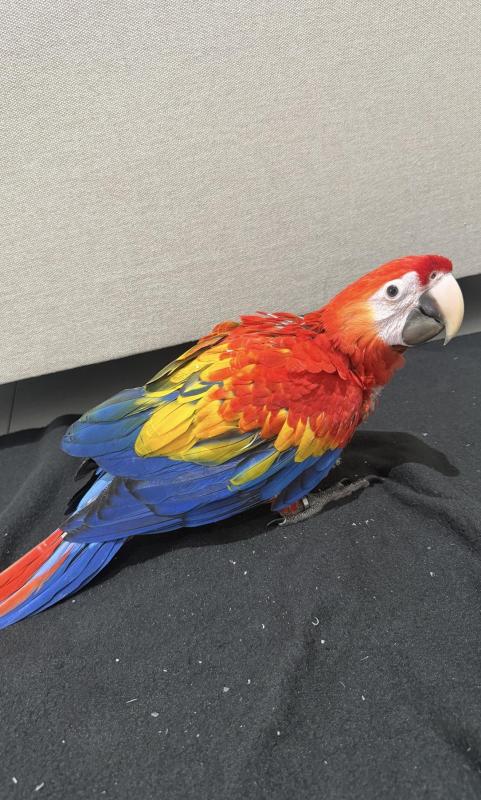 9 WEEKS OLD MALE SCARLET MACAW EXTREMELY FRIENDLY AND TAMED