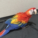 9 WEEKS OLD MALE SCARLET MACAW EXTREMELY FRIENDLY AND TAMED