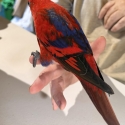 Red lory