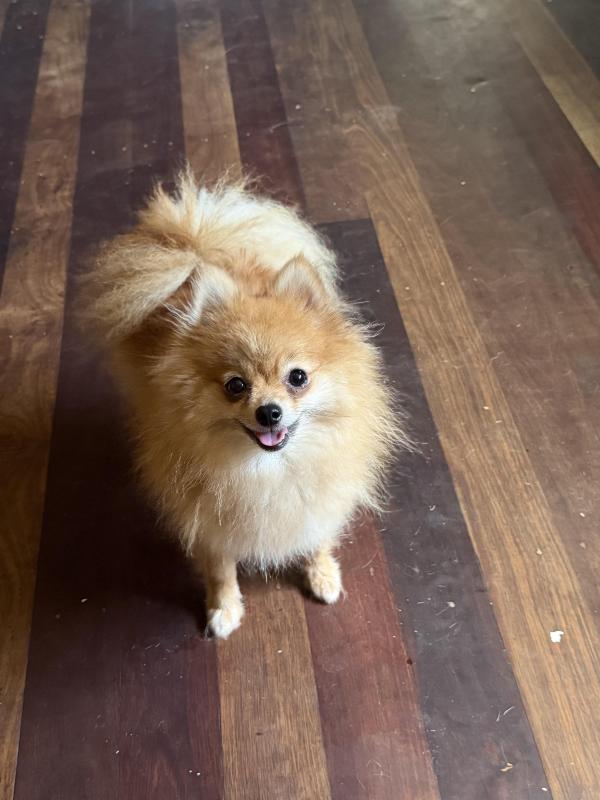 Two adult Pomeranian females