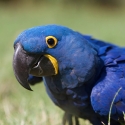 Hyacinth Macaw - Missing