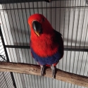 Female Electus Parrot
