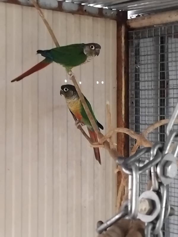 Variety pairs of birds