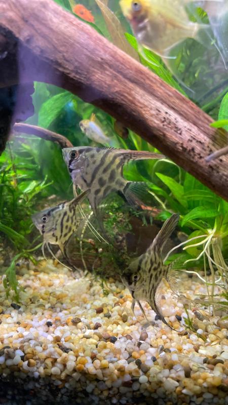 Clown, koi and golden angelfish