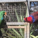 Electus parrots