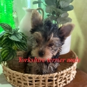 Tiny Yorkshire terrier puppies