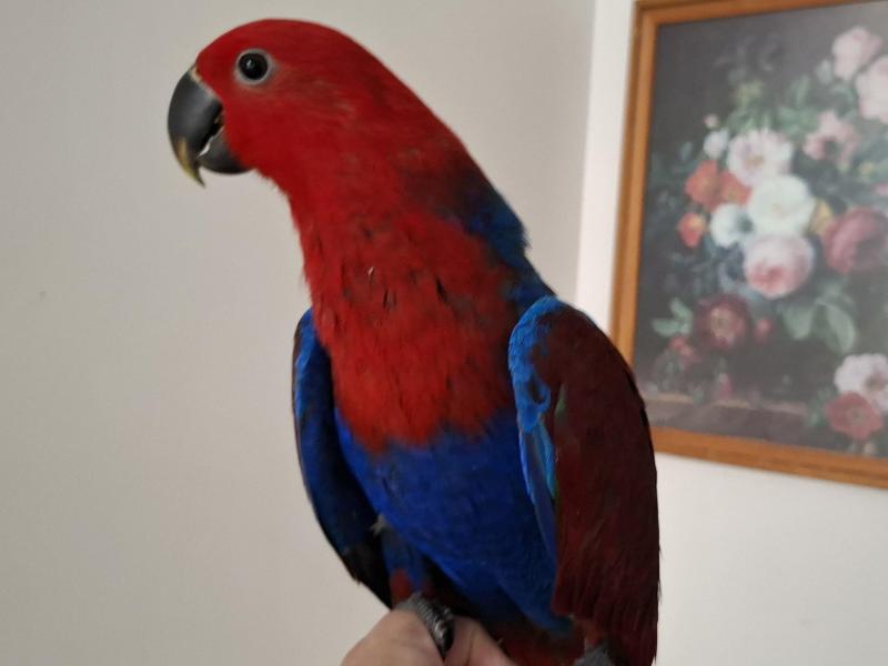 Eclectus hand raised