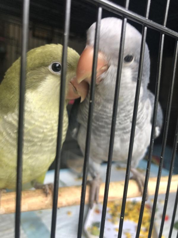 Double Split Quakers