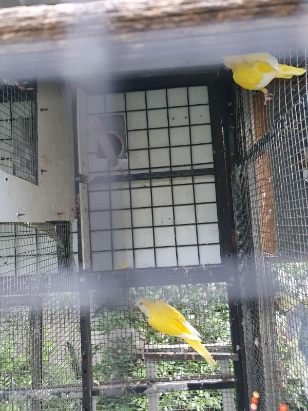 Lutino  breeding pair  Quaker