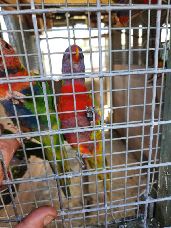 Lorikeets