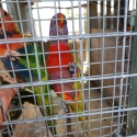 Lorikeets