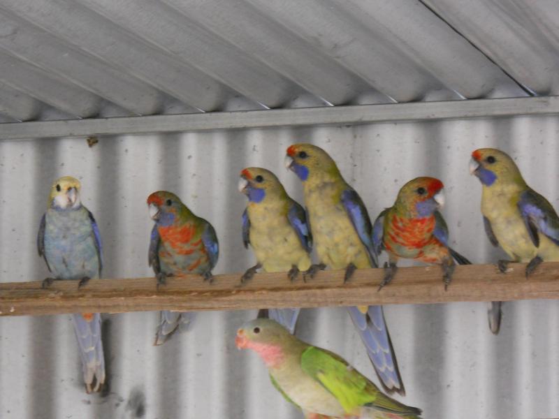 Adelaide Rosellas