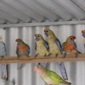 Adelaide Rosellas
