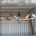 Pale-head Rosellas