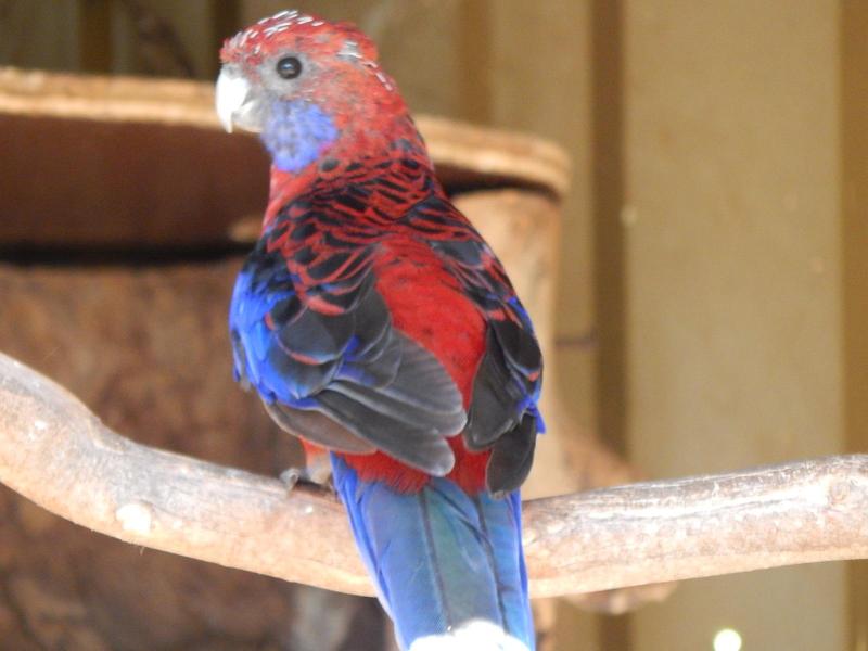 Nigrescen Rosella