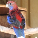 Nigrescen Rosella