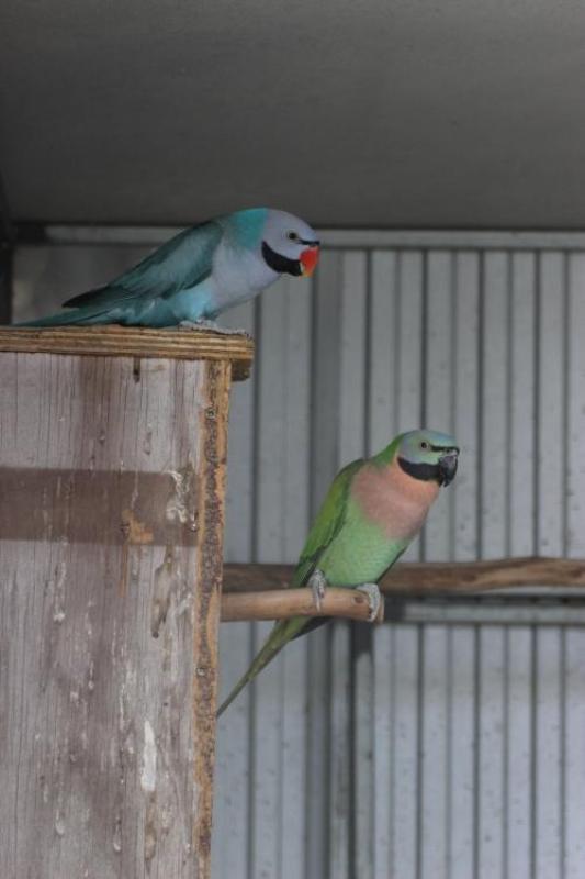 Blue & Split Blue Moustache Parrots