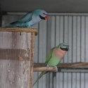Blue & Split Blue Moustache Parrots