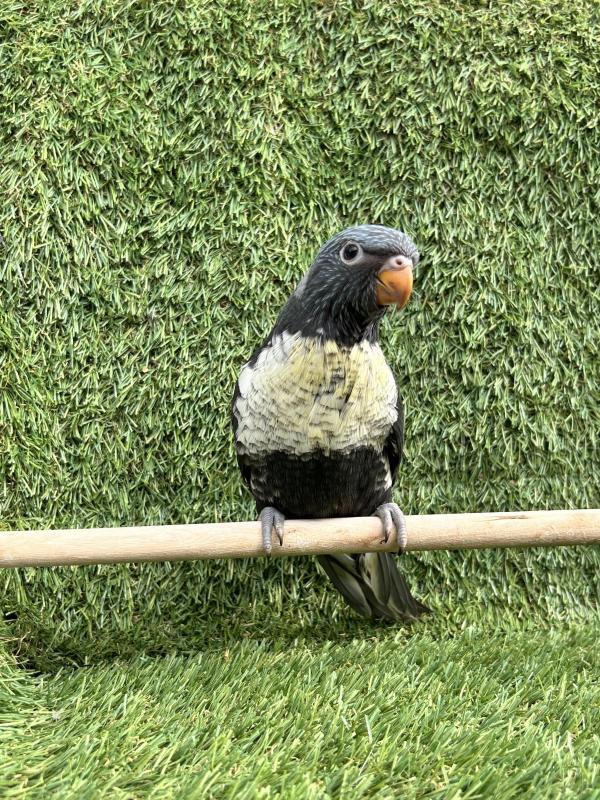 Grey rainbow lorikeet (Hen)