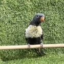 Grey rainbow lorikeet (Hen)