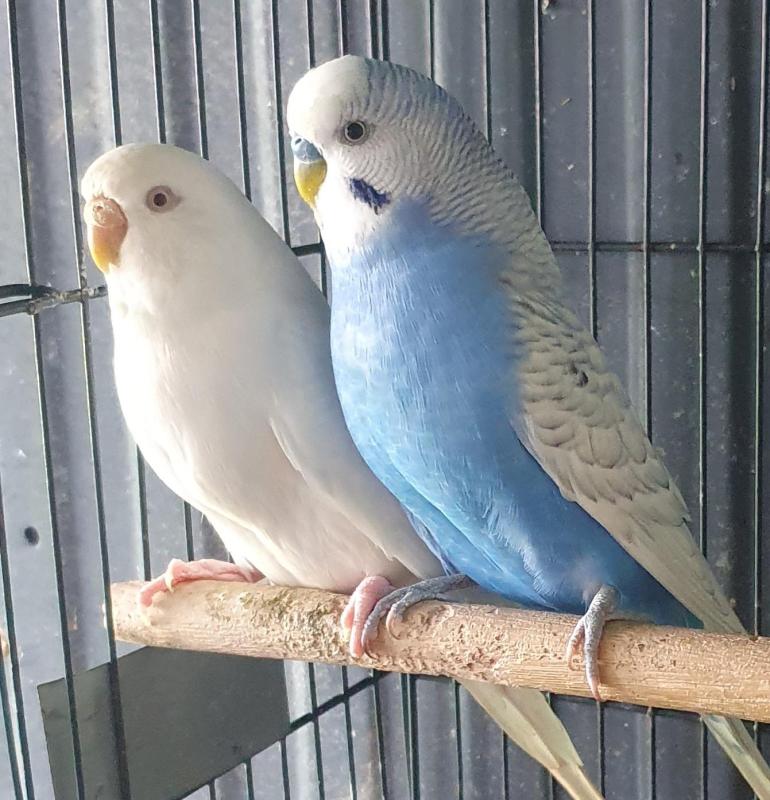 Pair of Budgies For Sale