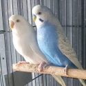 Pair of Budgies For Sale