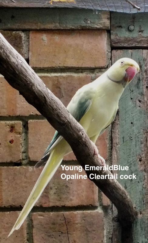 INDIAN RINGNECK MUTATIONS