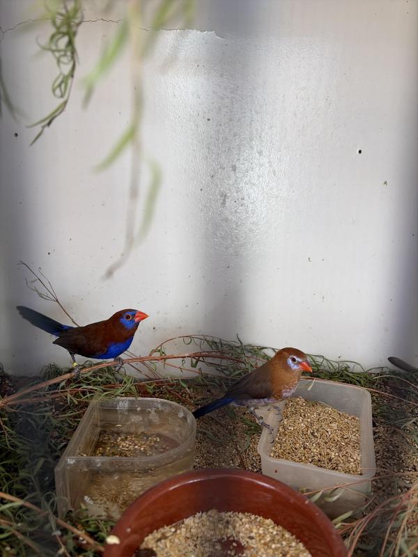 Purple grenadiers, Orange cheeks , crimson chats