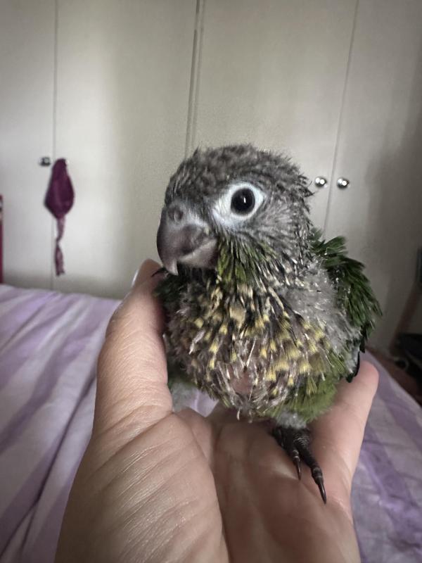 Wanted Baby Caique to hand raise