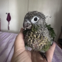 Wanted Baby Caique to hand raise