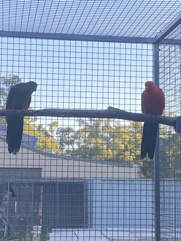King Parrot Pairs