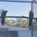 King Parrot Pairs