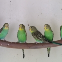 Pure Normal Bush Budgies