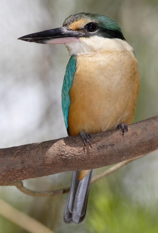 Wanted Sacred Kingfisher